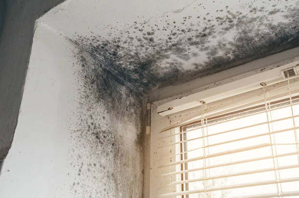 Affordable Mold Removal solutions in Rocky Mount, NC