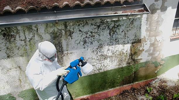 Top rated local Mold Removal specialists in Rocky Mount, NC